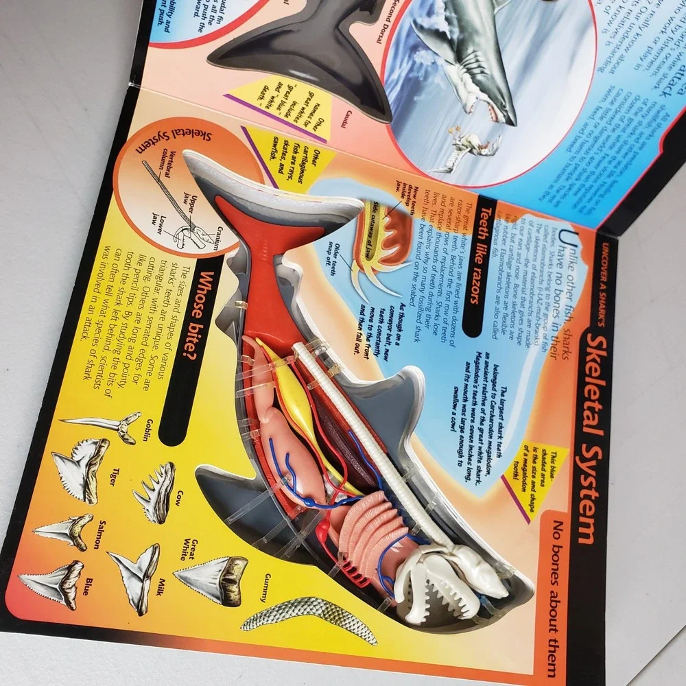Uncover a Shark David George Gordon 3D Anatomy Model Board Book Silver Dolphin